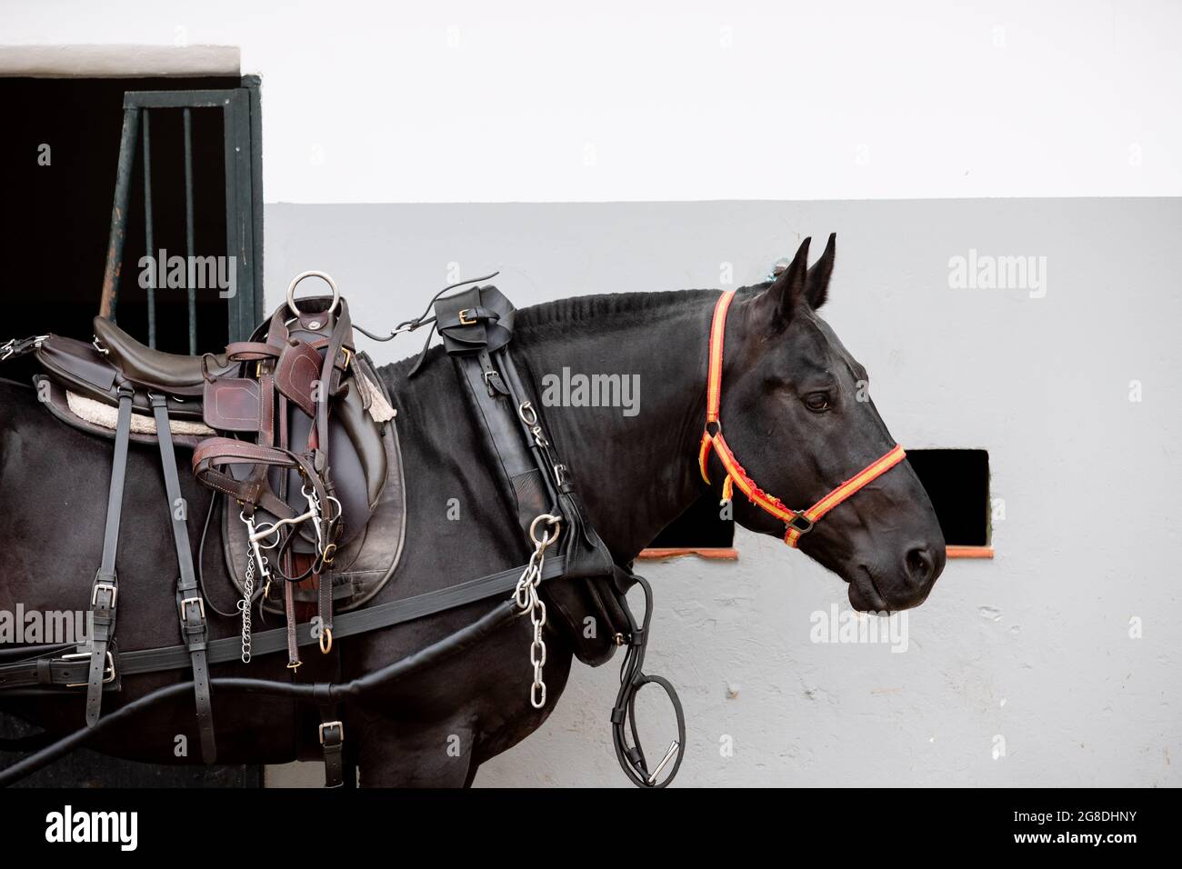 Gesichtsporträt eines schwarzen bretonischen Pferdes mit Geschirr, Sattel und Zaumzeug Stockfoto