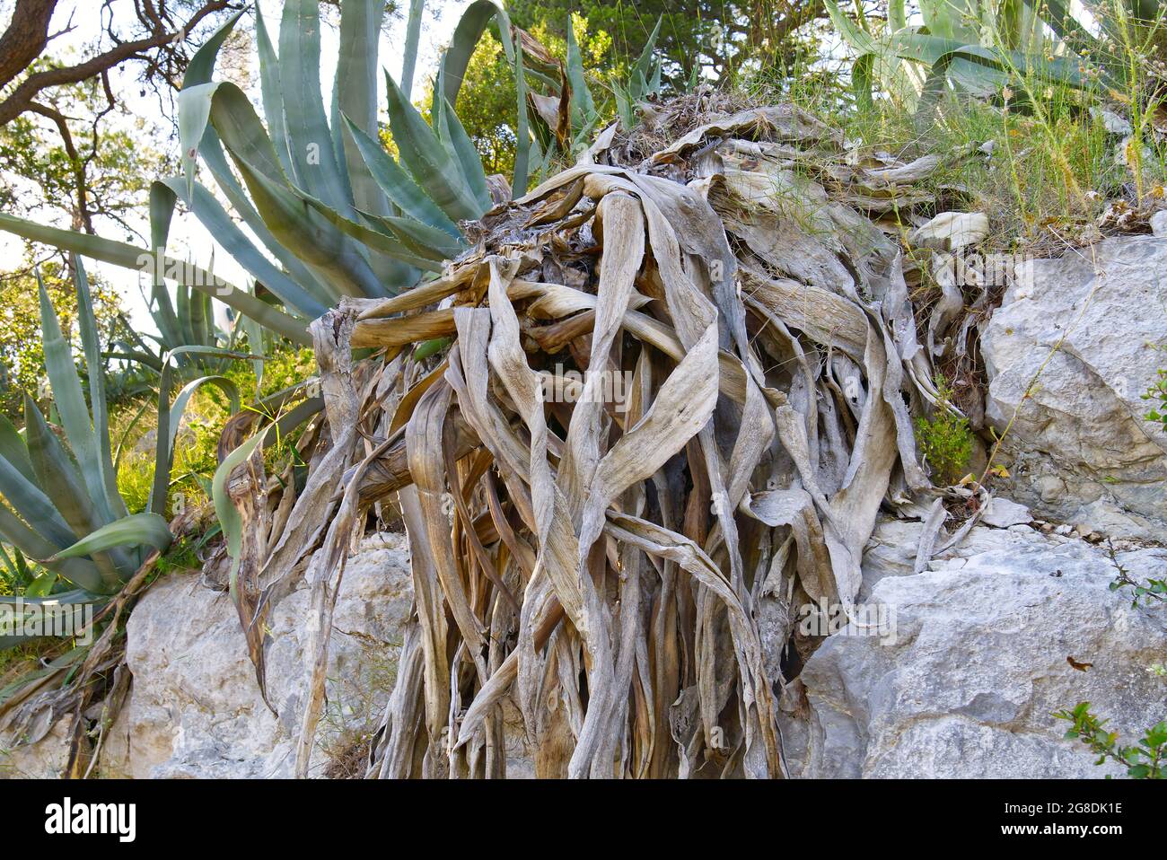 Die groe Aloe-Pflanze ist verdorrt, stirbt. Globales Trockenheits- und  Erwrmungs-Konzept Stockfotografie - Alamy