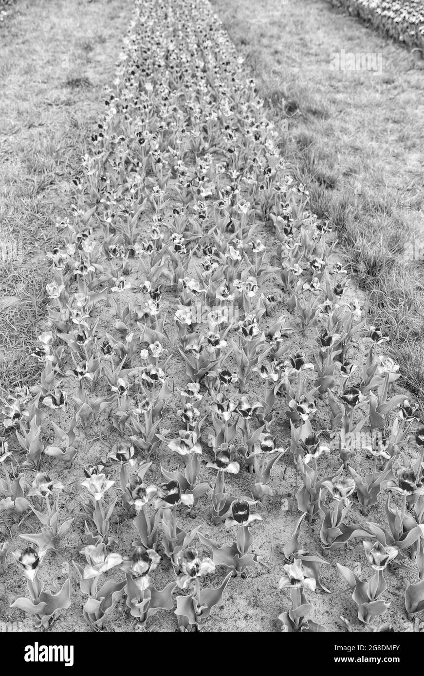 Gartenarbeit und Floristik. Schönheit und Frische der Natur. Wachsende Tulpen zum Verkauf. Viele Blumen für den Laden. tulpe blüht im Frühling. Helle Tulpe Stockfoto