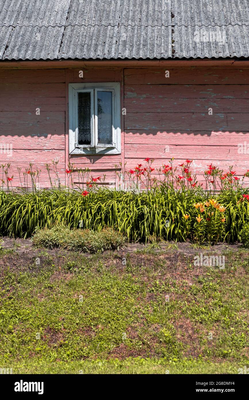 Nahaufnahme eines alten, traditionellen Bauernhauses aus Holz (Wand, Dach und Fenster). Garten im Hinterhof mit bunten Blumen. Roztocze, Polen. Stockfoto