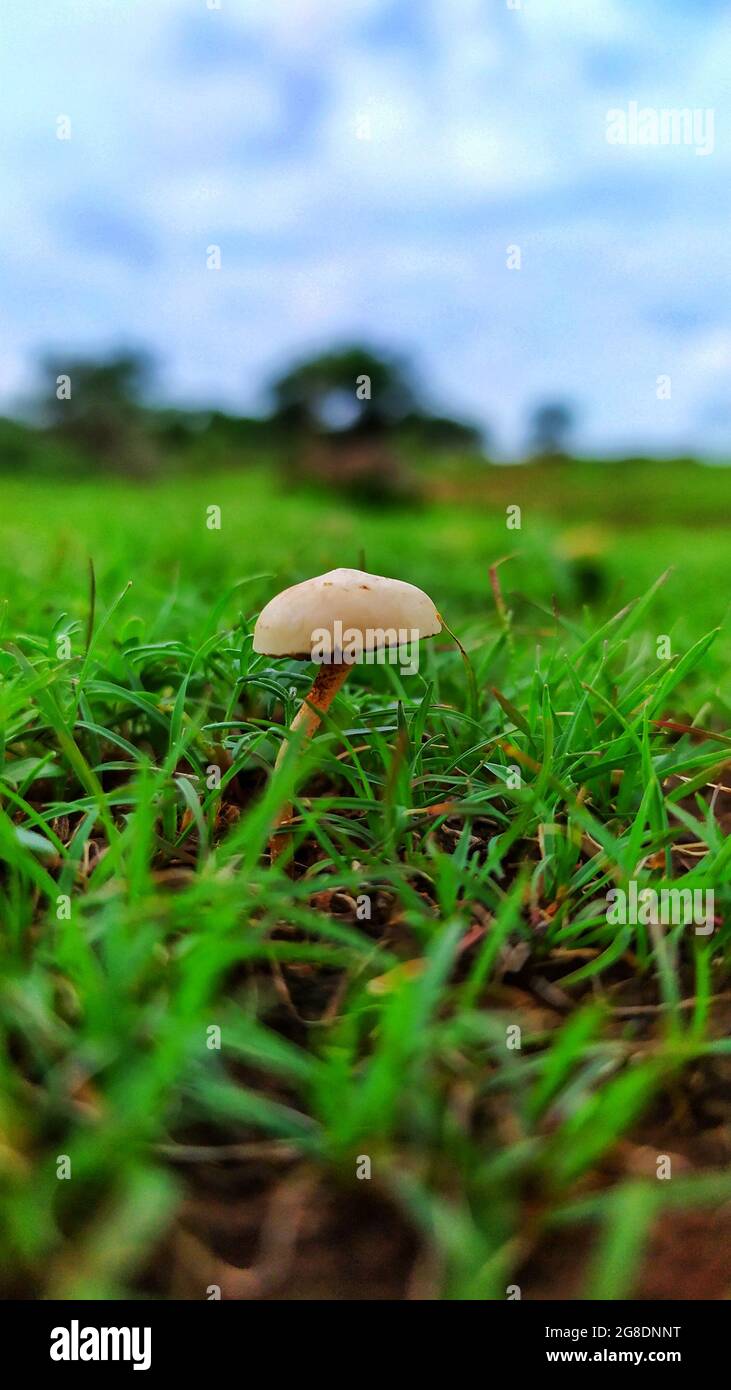 Pilze auf dem Rasen Stockfoto