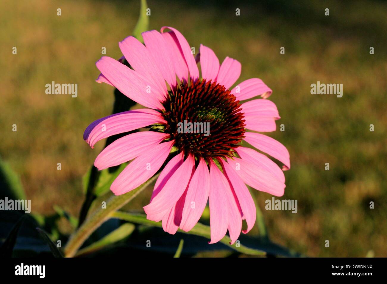 Sonnenhüte aus nächster Nähe (Echinacea) Stockfoto