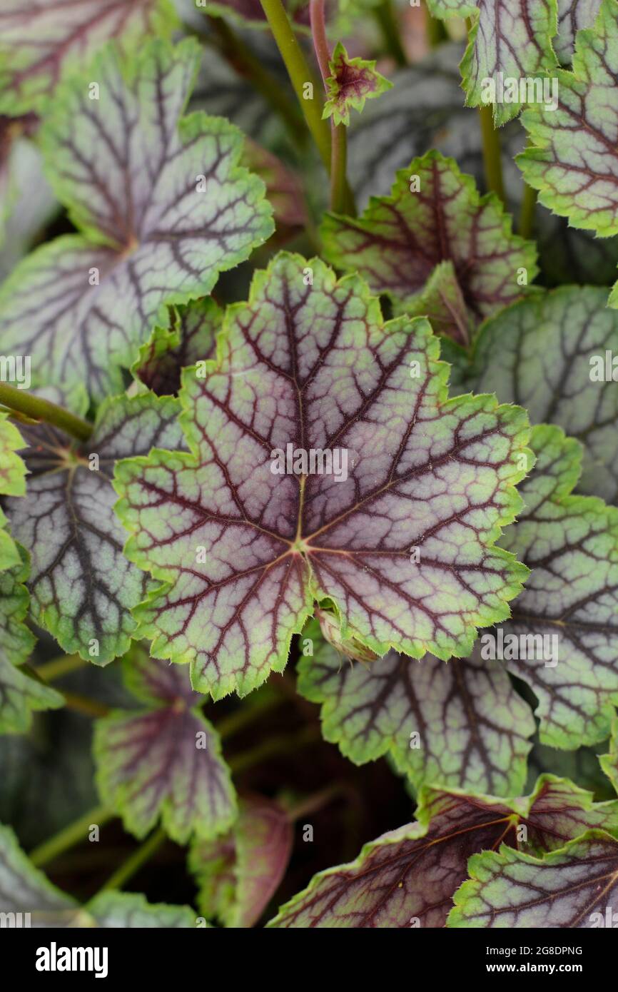 Heuchera 'Green Spice' mit charakteristischen grün-violetten Blättern Stockfoto