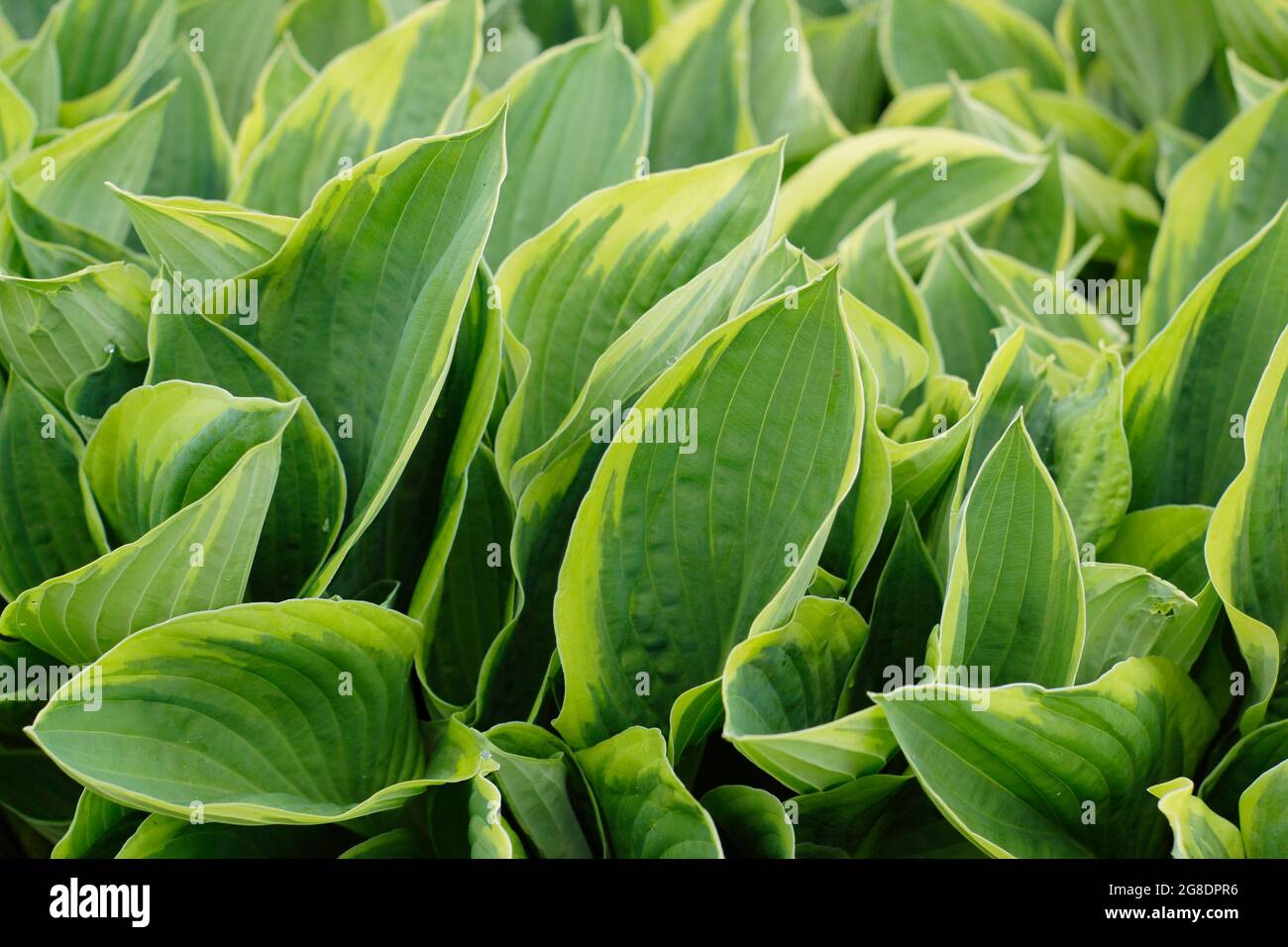 Hosta fortunei 'Aureomarginata', eine Seerosenpflanze mit charakteristischen goldbesäumten Blättern Stockfoto