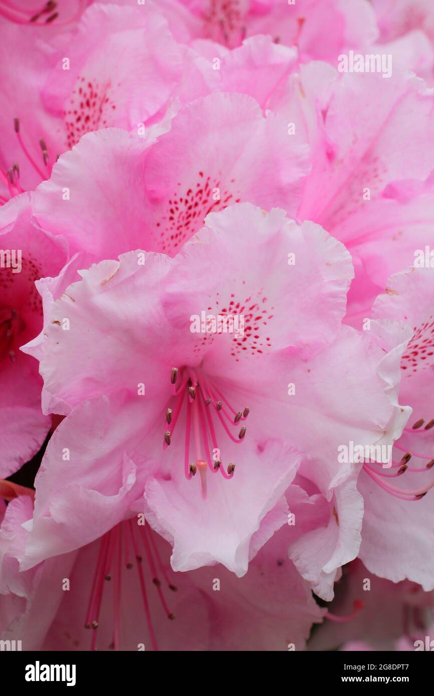 Rhododendron 'Pink Pearl' zeigt im Frühling charakteristische auffällige rosa Blüten. VEREINIGTES KÖNIGREICH Stockfoto