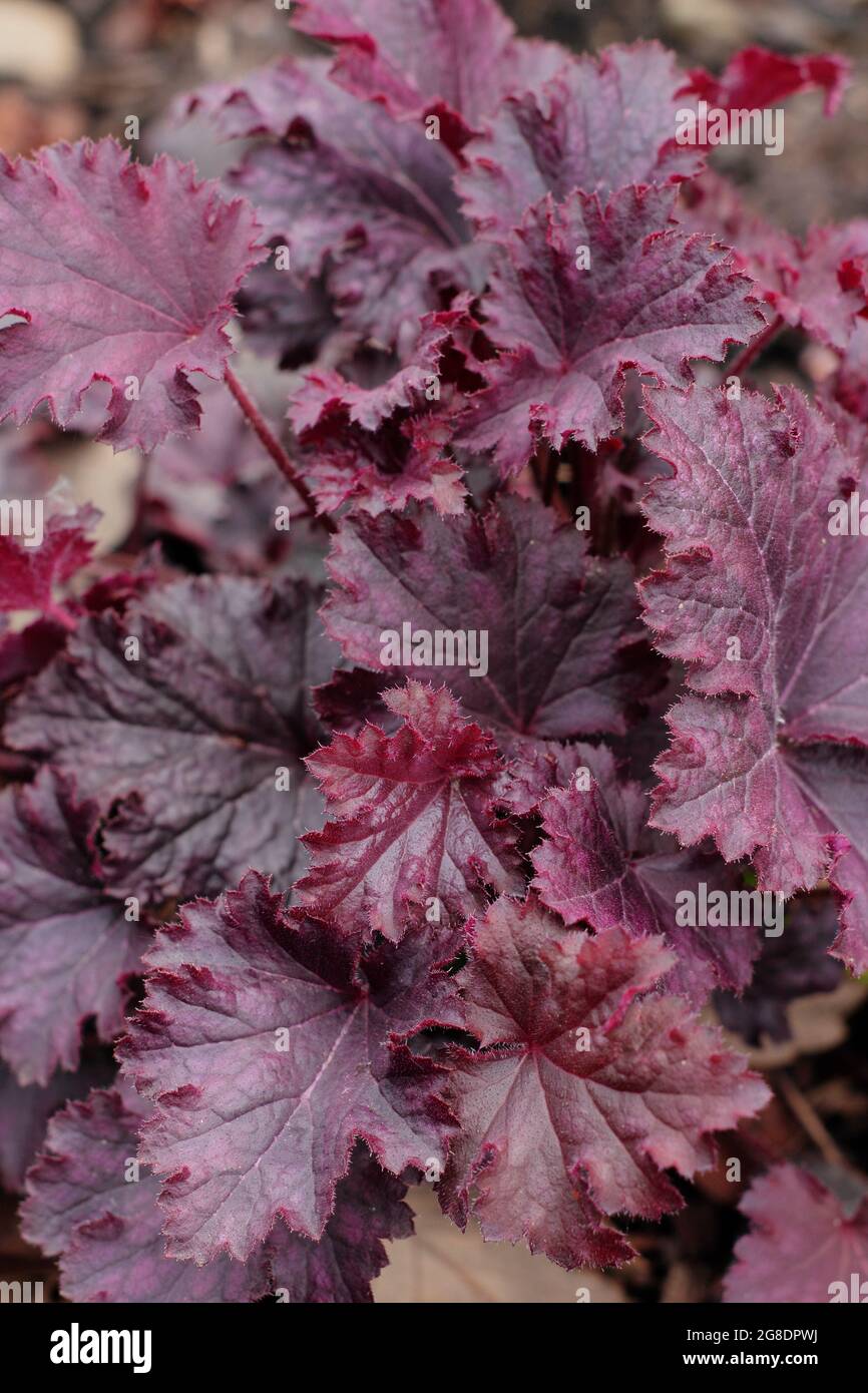 Heuchera „Purple Petticoats“ mit charakteristischen, tief purpurfarbenen Schnürsenkeln. VEREINIGTES KÖNIGREICH Stockfoto