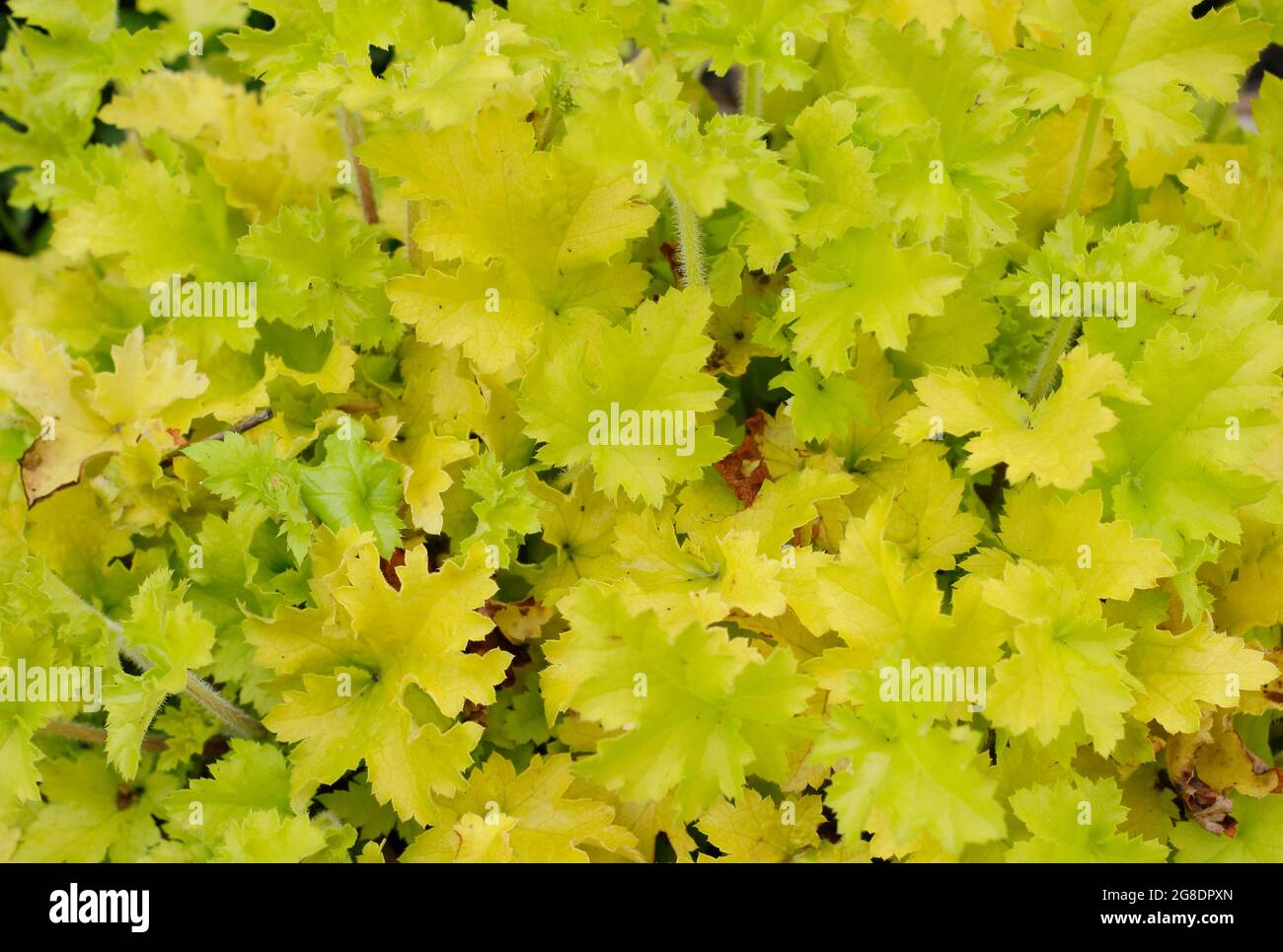 Heuchera „Limone Marmalade“-Blätter. Korallenglocken. Alaun-Wurzel Stockfoto