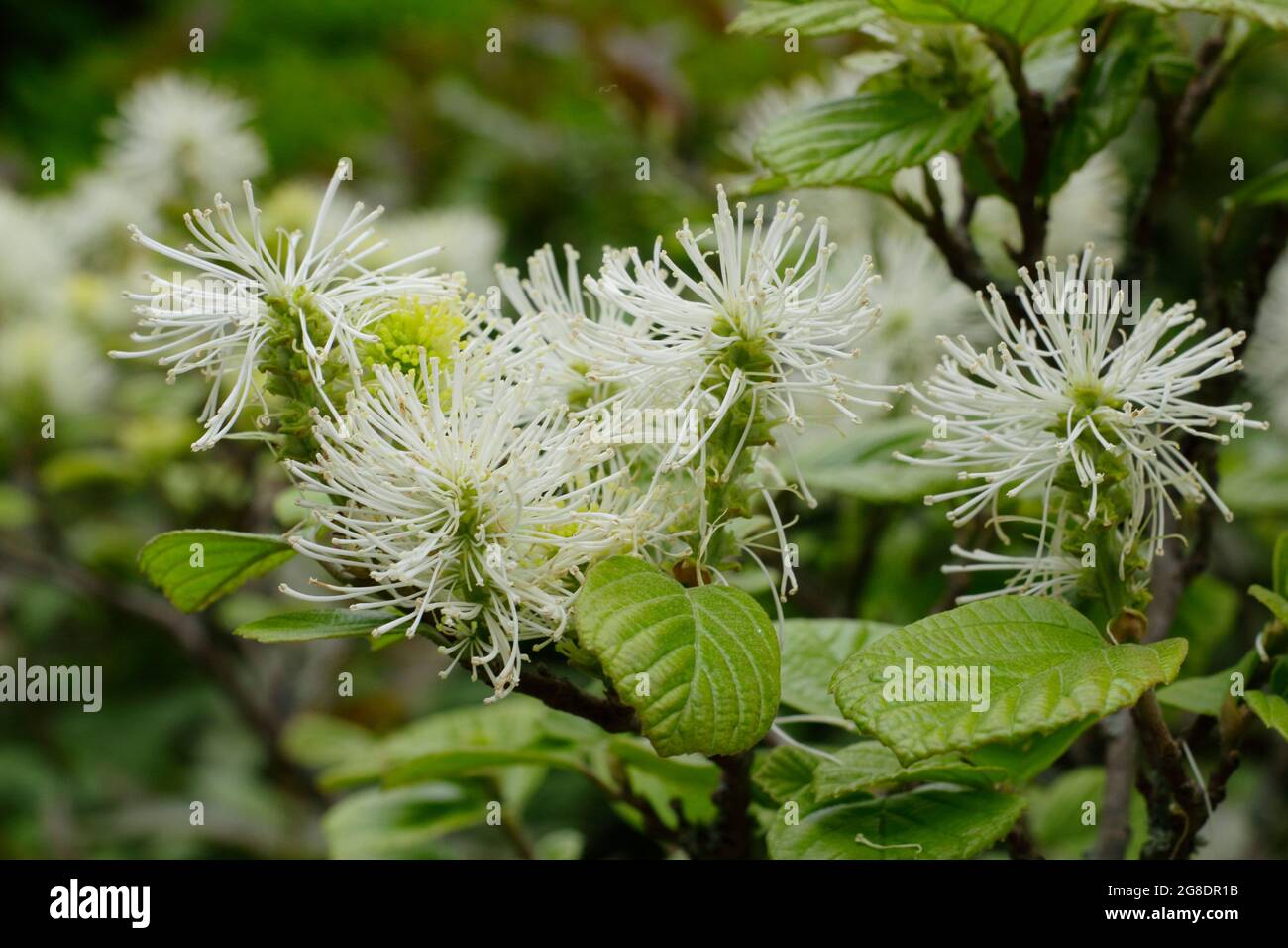 Fothergilla Major: Berghexe-Erle mit charakteristischen kleinen weißen Blütenspitzen. VEREINIGTES KÖNIGREICH Stockfoto