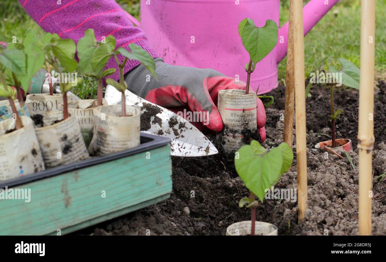 Frau pflanzte junge kletternde französische Bohnenpflanzen - Phaseolus vulgaris 'Violet Podded' - die in biologisch abbaubaren Zeitungskannen ihren Anfang nahmen. Stockfoto