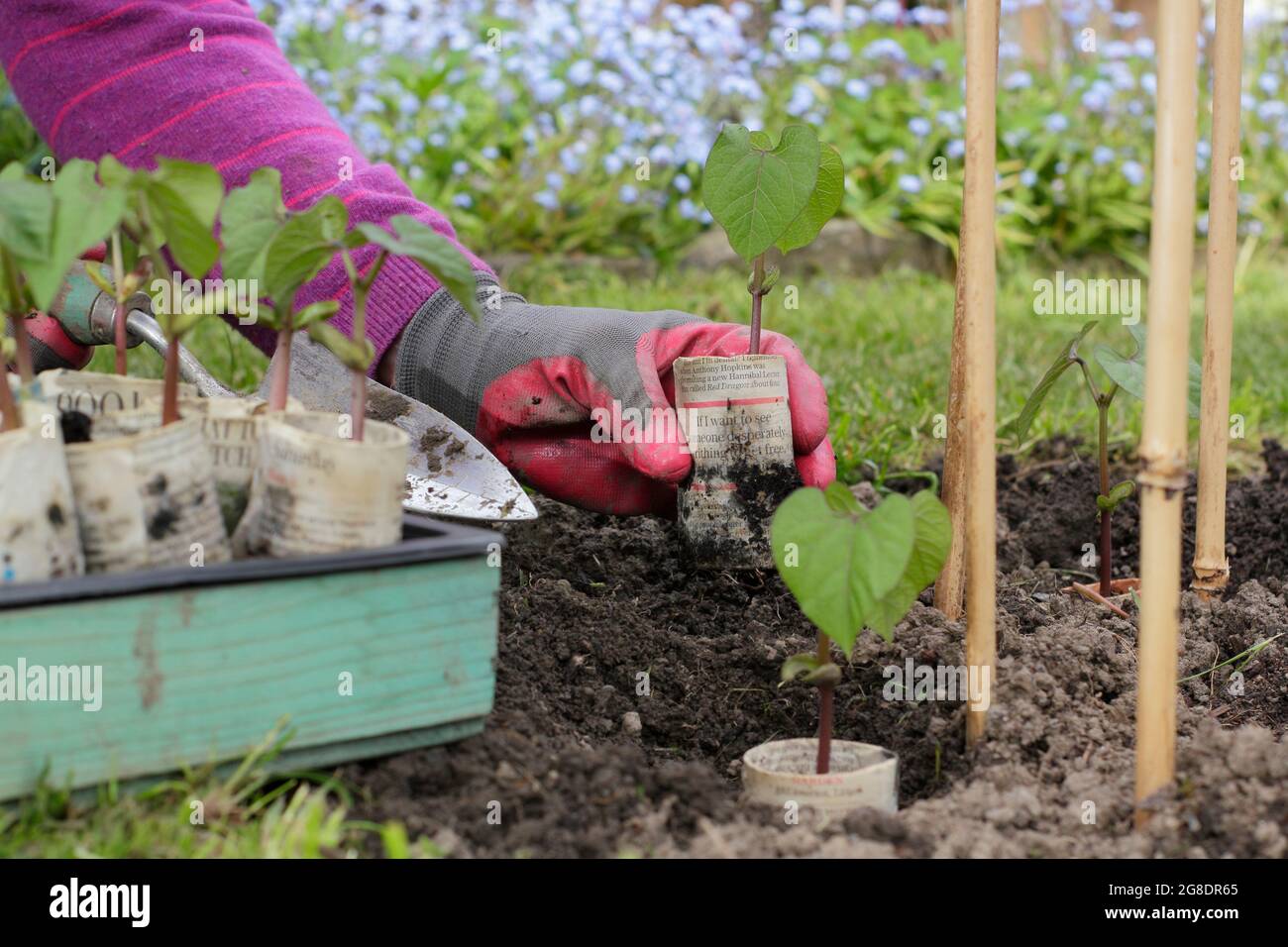 Frau pflanzte junge kletternde französische Bohnenpflanzen - Phaseolus vulgaris 'Violet Podded' - die in biologisch abbaubaren Zeitungskannen ihren Anfang nahmen. Stockfoto