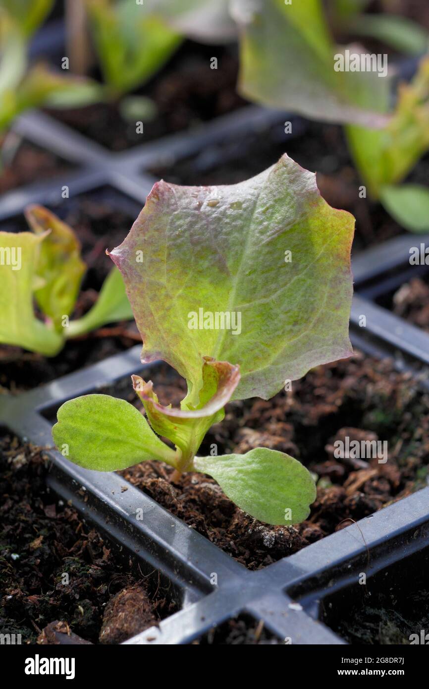Salatpflanzen in einer modularen Schale - Lactuca sativa 'Lollo Rossa'. Stockfoto