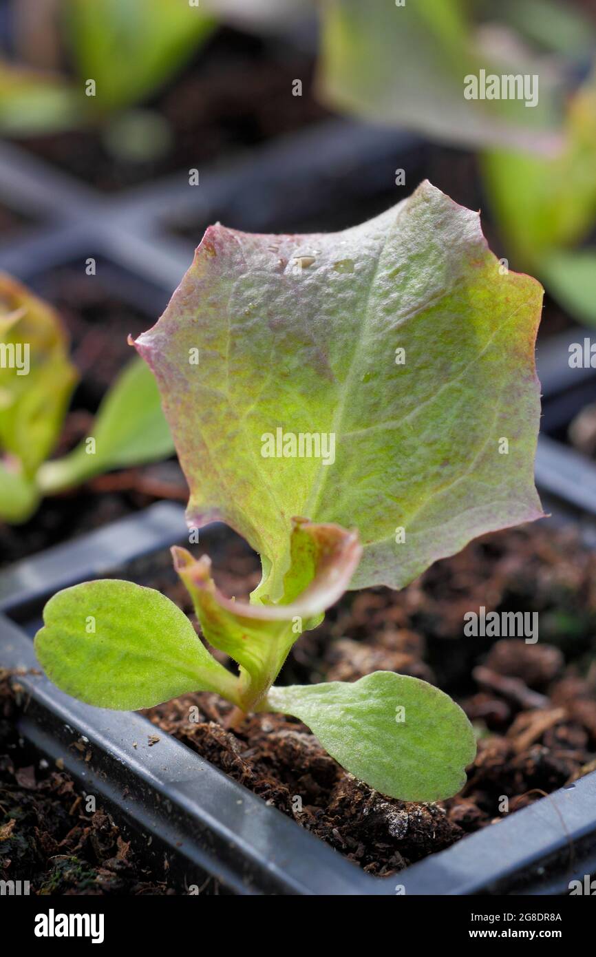 Salatpflanzen in einer modularen Schale - Lactuca sativa 'Lollo Rossa'. Stockfoto