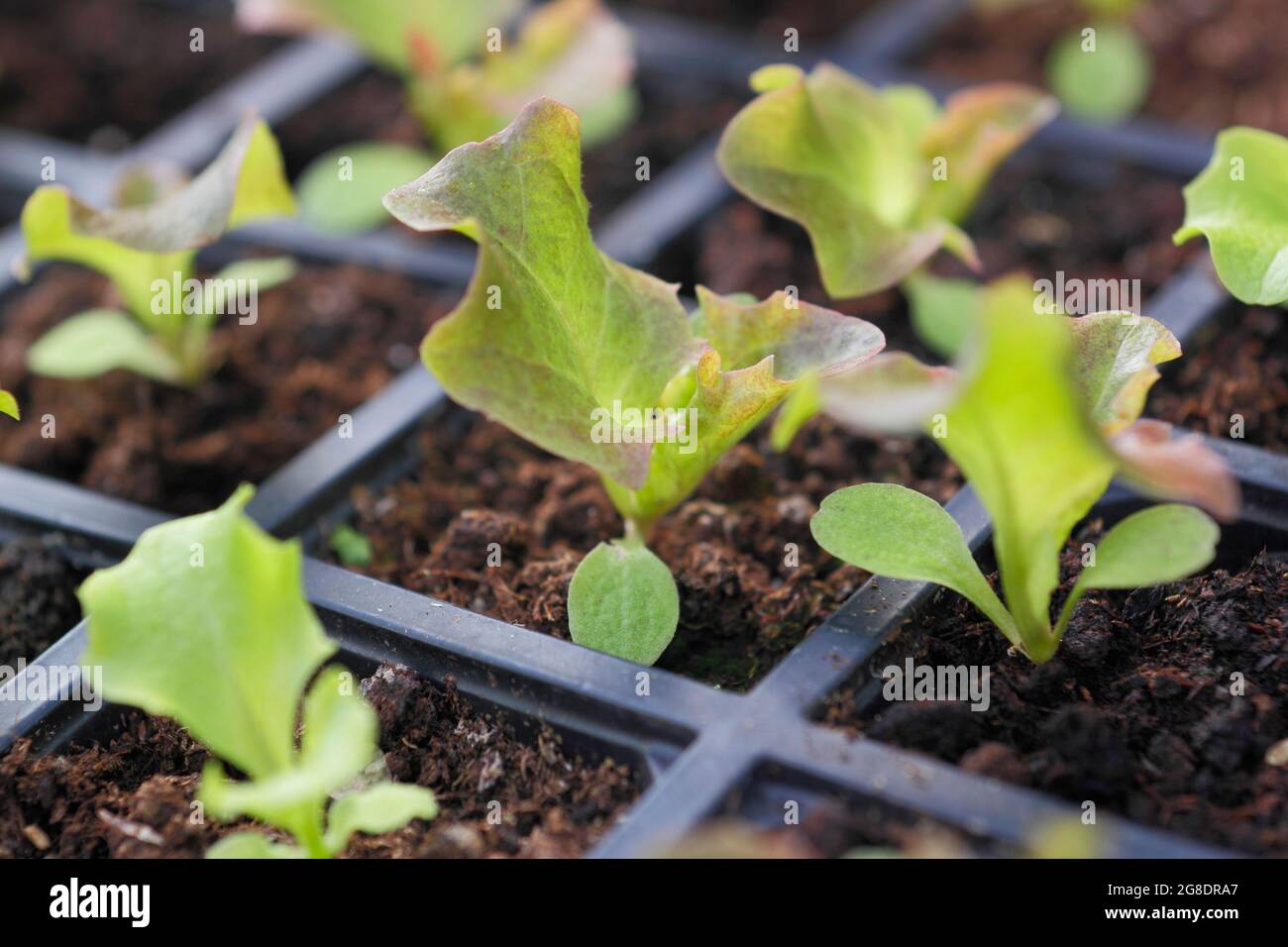 Salatpflanzen in einer modularen Schale - Lactuca sativa 'Lollo Rossa'. Stockfoto