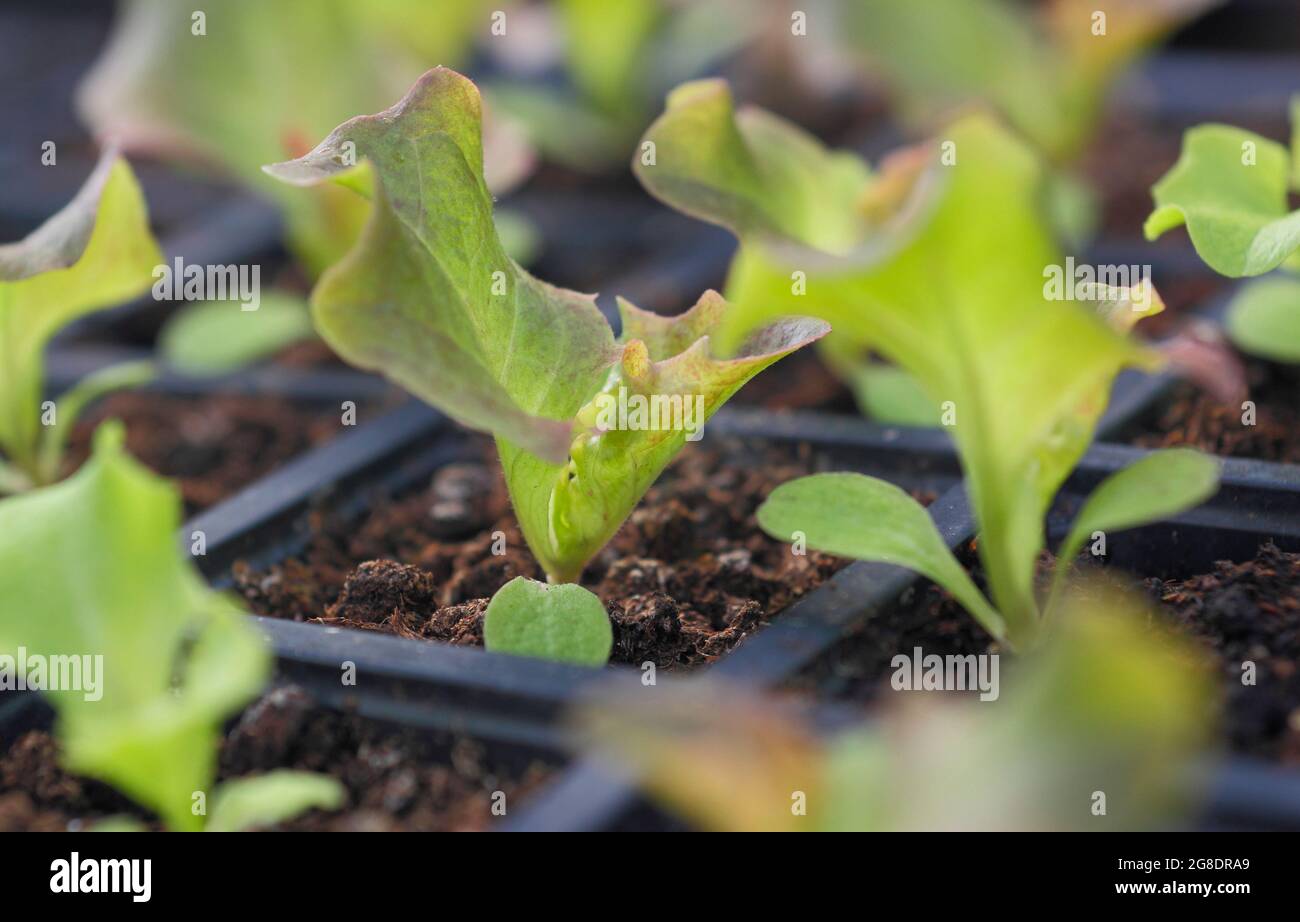 Salatpflanzen in einer modularen Schale - Lactuca sativa 'Lollo Rossa'. Stockfoto