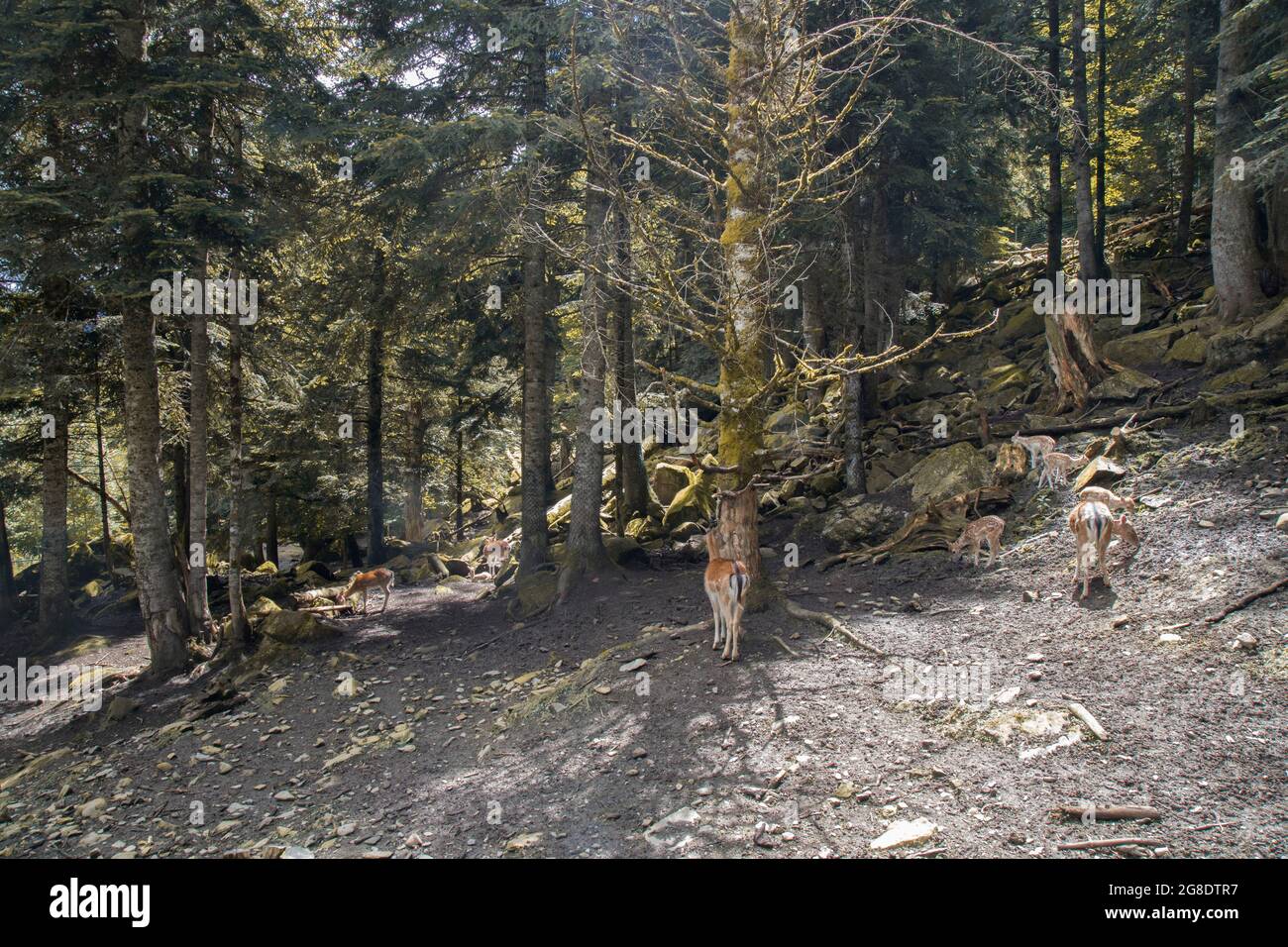 Einige Hirte in einem Wald im Aran-Park im Aran-Tal in Katalonien Stockfoto