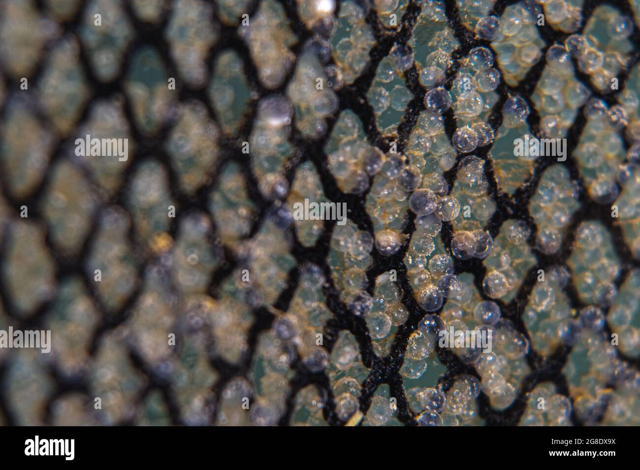 Frische Heringseier unter Wasser. Stockfoto