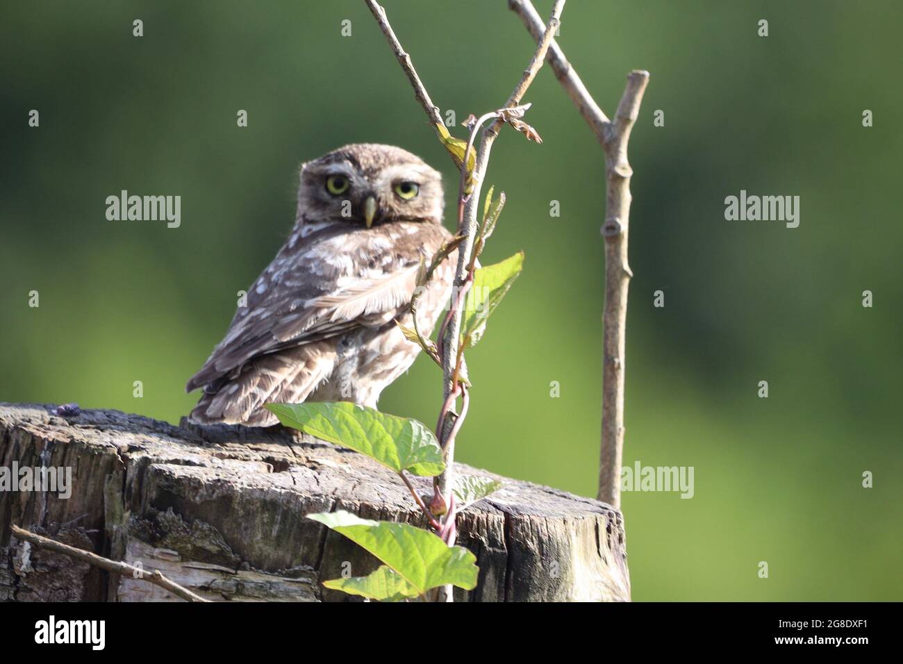 Little Owl am Hollingworth Lake, Littleborough Stockfoto