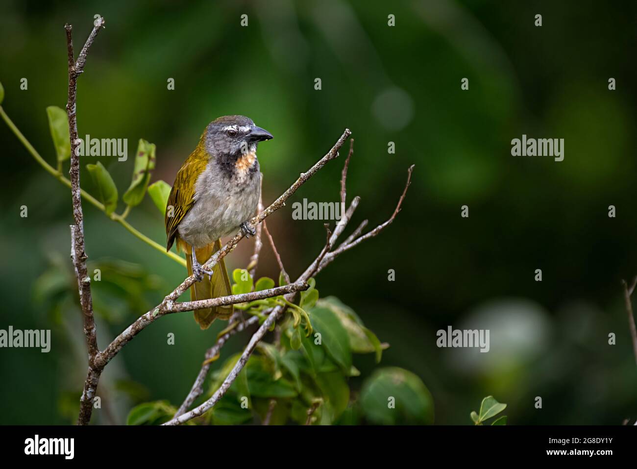 Der Buffkehlsaltator (Saltator maximus) ist ein samenfressender Vogel in der Tanagerfamilie Stockfoto