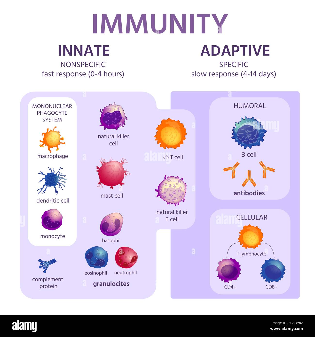 Angeborenes Und Adaptives Immunsystem. Infografik Zur Immunologie Mit ...