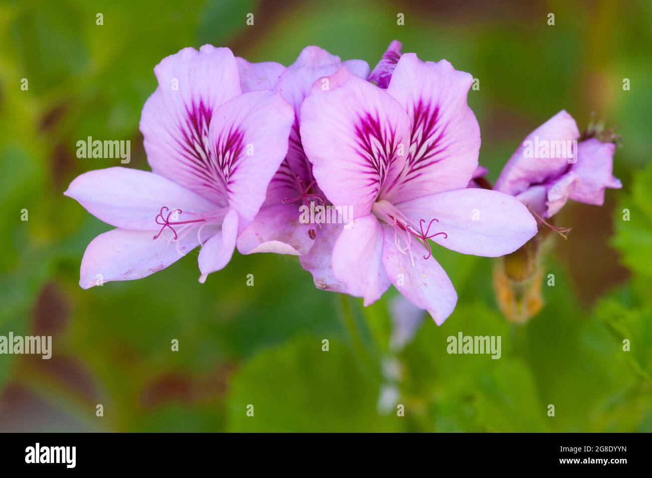 Geranium, Pelargonium Inquinans Stockfoto