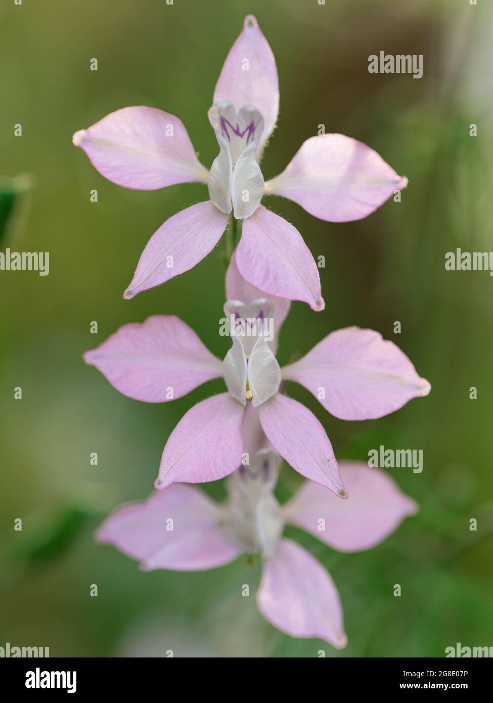 Delphinium consolida, auch bekannt als Raketenlarksporn, hat zarte fünfblättrige Blüten. Stockfoto