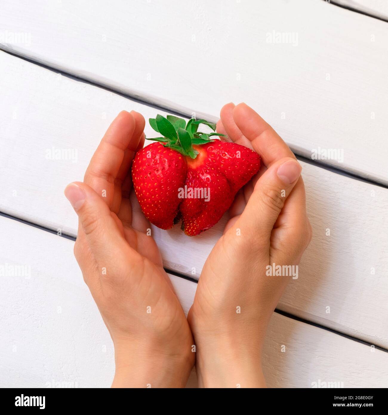 Frau Hände auf weißem Holz Hintergrund hält hässliche Erdbeere. Hässliches Essen und unperfektes Produzendemodell Stockfoto