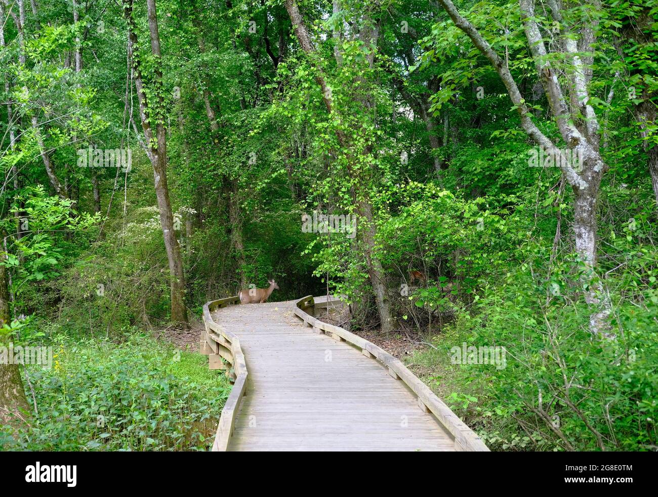 Deer Beyond Walking Path Stockfoto