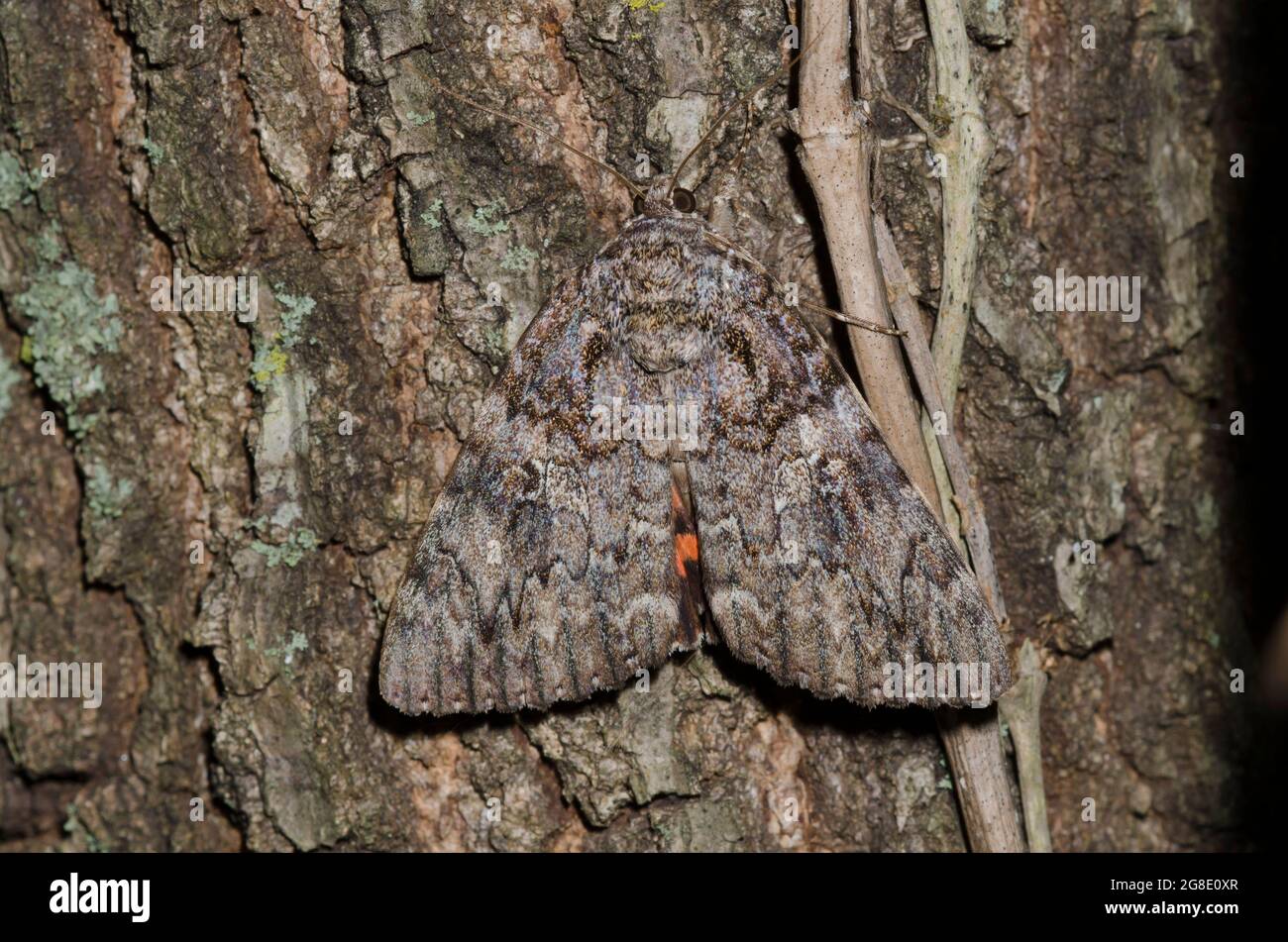 Ilia Underwing, Catocala ilia, getarnt auf Baumstamm Stockfoto