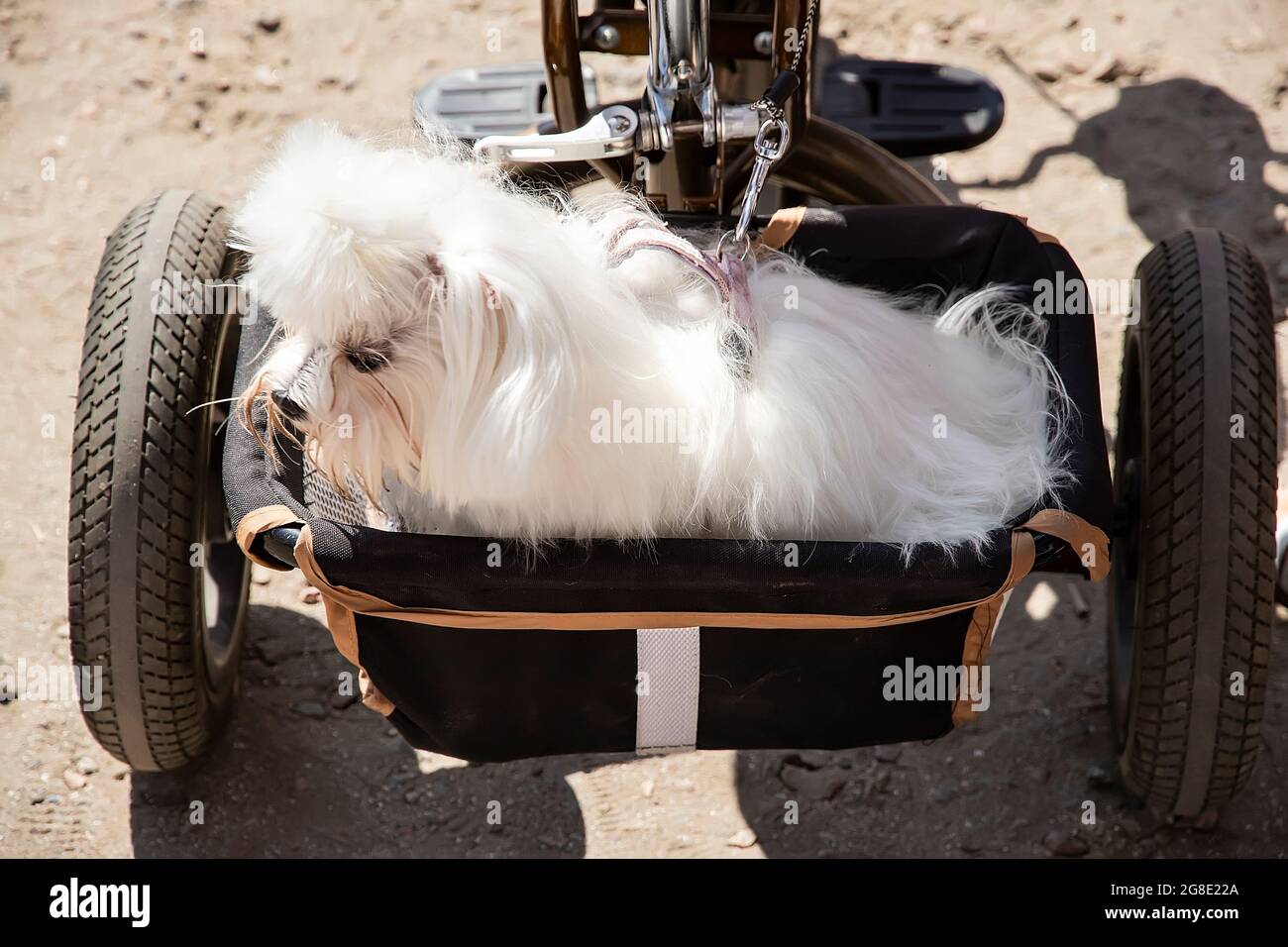 Ein kleiner weißer maltesischer Lapdog sitzt in einem Fahrradkorb. Transport von Haustieren auf Reisen. Das Konzept der Betreuung Ihres Haustieres auf Reisen und im Urba Stockfoto