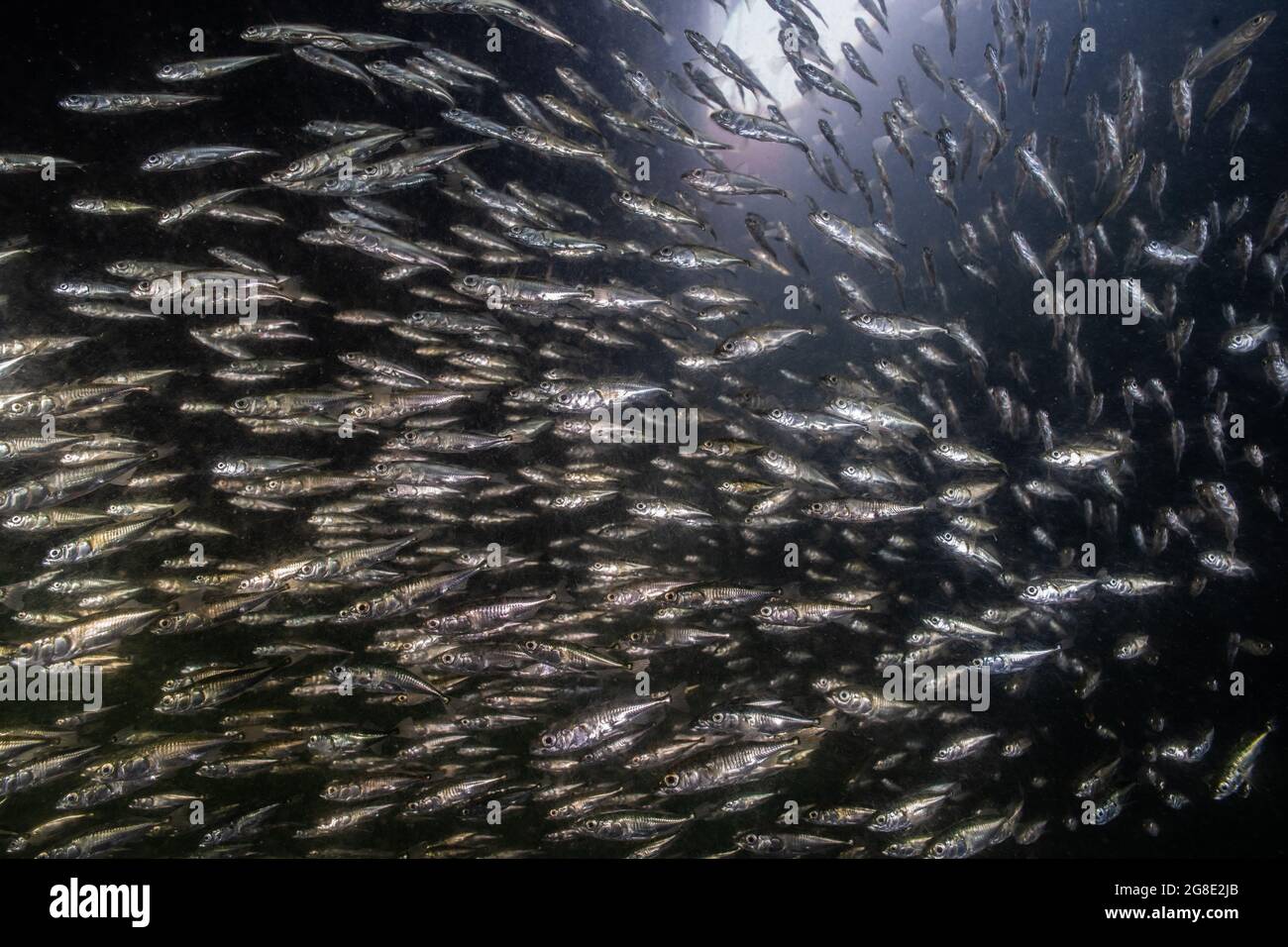 Eine große Schule von kleinen Fischen, die im Vancouver Wharf in British Columbia schwimmen. Stockfoto