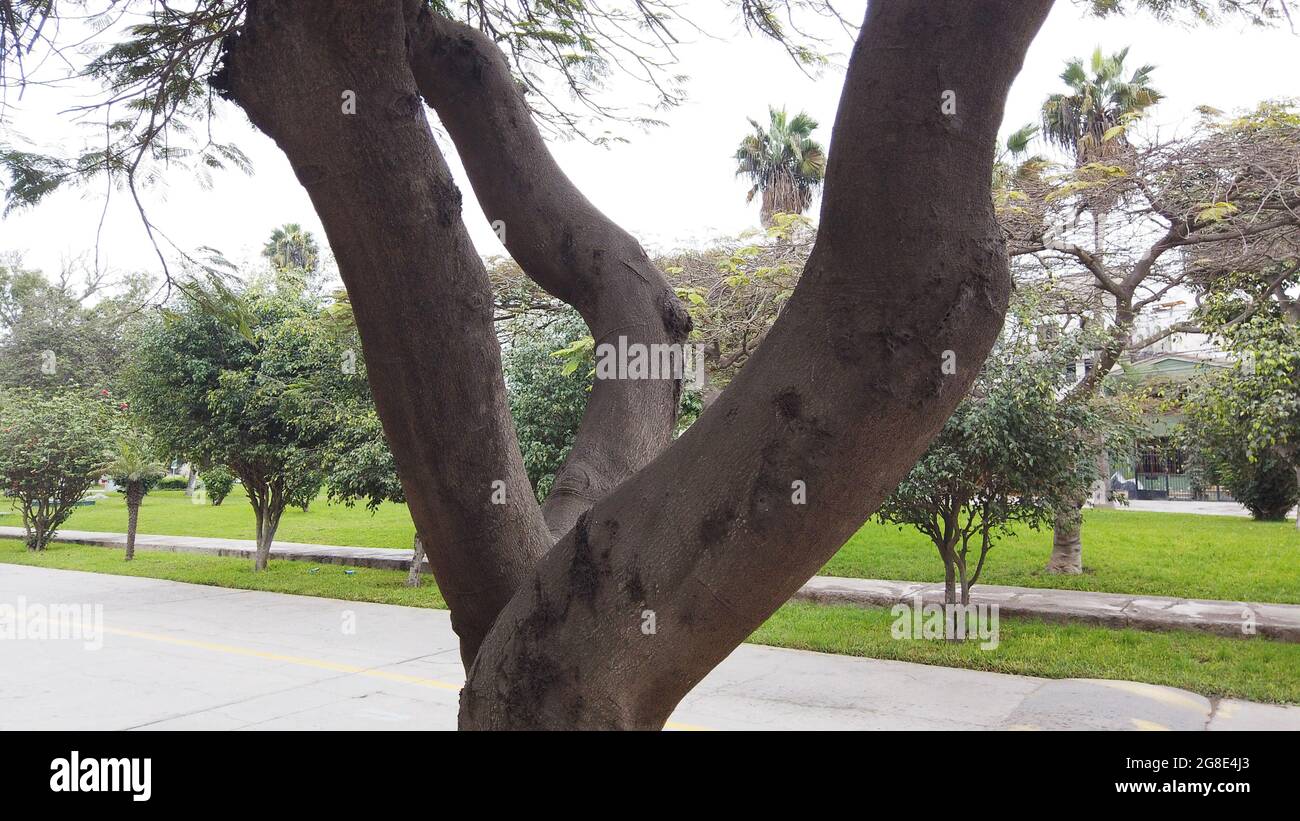 ÁRBOL, ARBUSTO, TRONCO DE ÁRBOL, BAUM Stockfoto