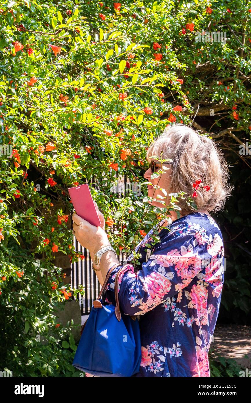 Eine Frau, die ein Blumenmuster trägt und eine Pflanze mit roten Blumen trägt, nimmt ein Foto von kleinen orangen Blumen auf, die die rosa Abdeckung ihres Telefons hochhalten. Stockfoto