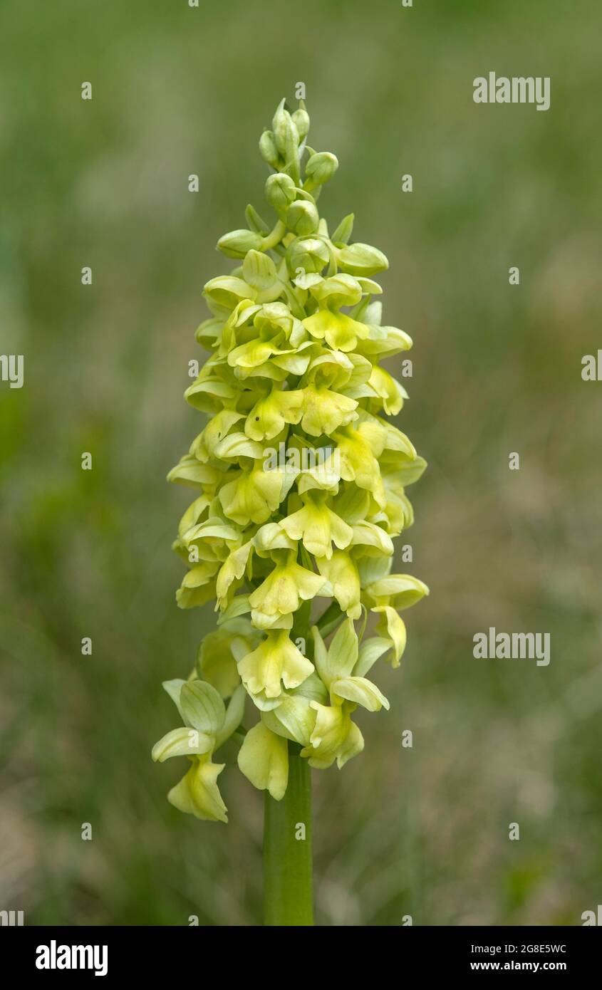 Blass-blühende Orchidee (Orchis Pallens), Erdorchidee, Wallis, Schweiz Stockfoto