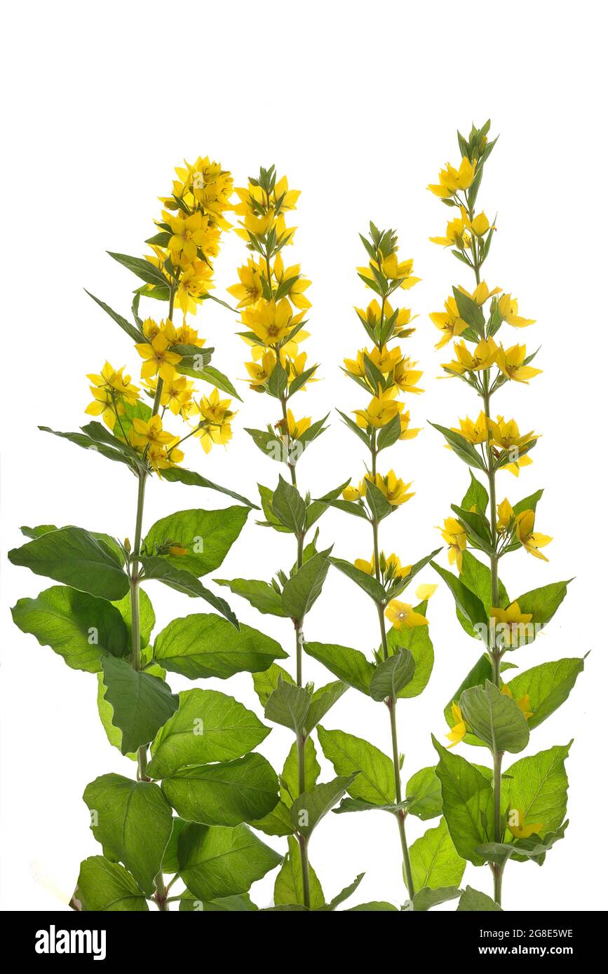 Gelber Loosestraf (Lysimachia vulgaris) auf weißem Grund, Studiofoto, Deutschland Stockfoto