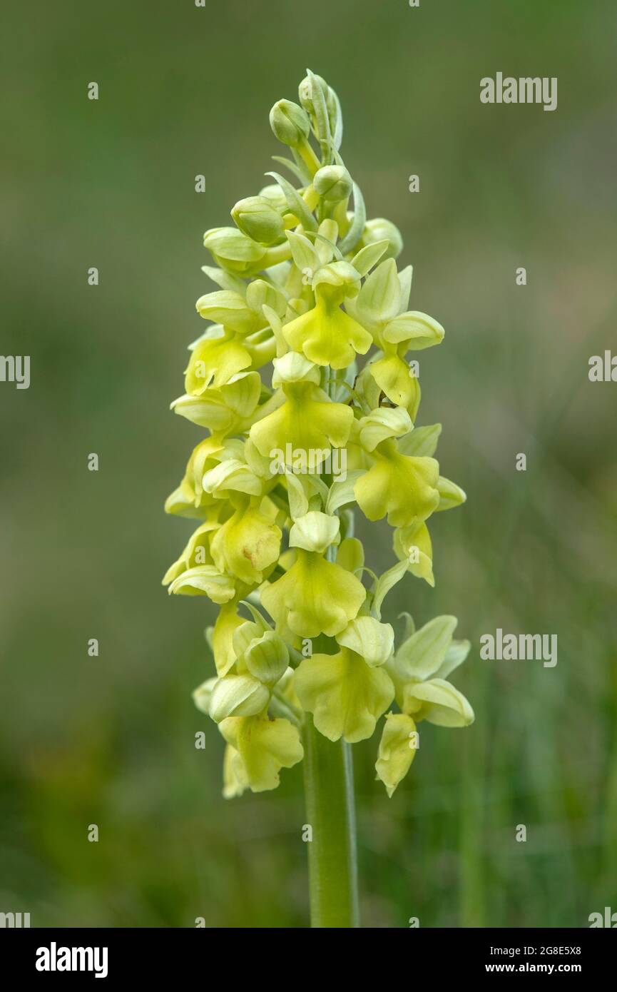 Blass-blühende Orchidee (Orchis Pallens), Erdorchidee, Wallis, Schweiz Stockfoto