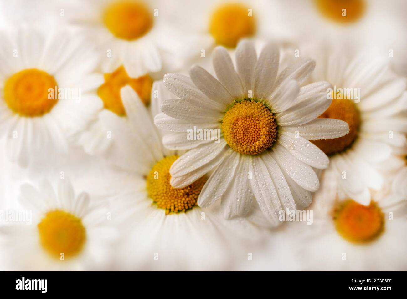 Shasta Daisy (Leucanthemum Maximum), benetzt, Nahaufnahme, Deutschland Stockfoto
