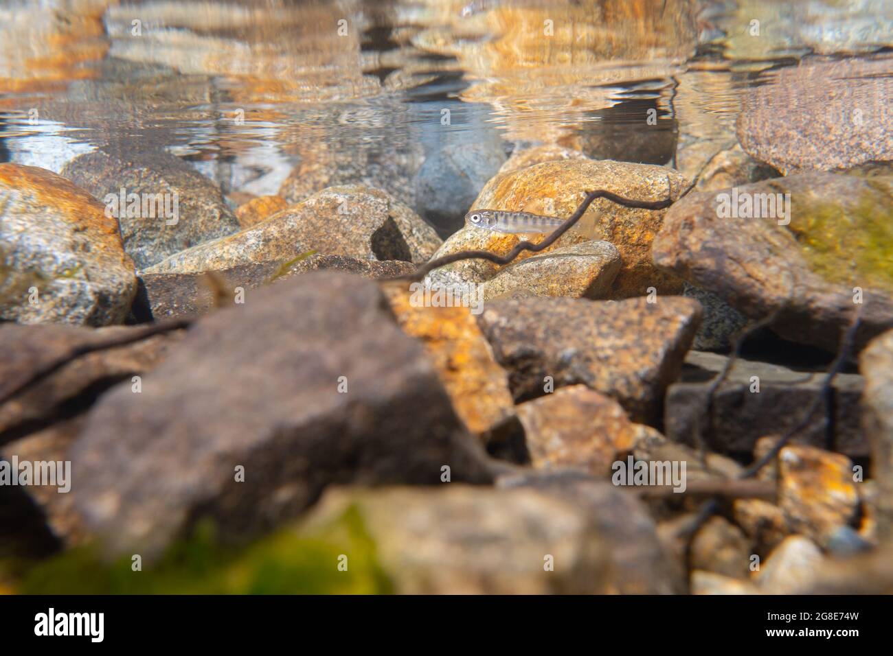 Sockeye-Lachs schwelgt in flachen Gewässern. Stockfoto