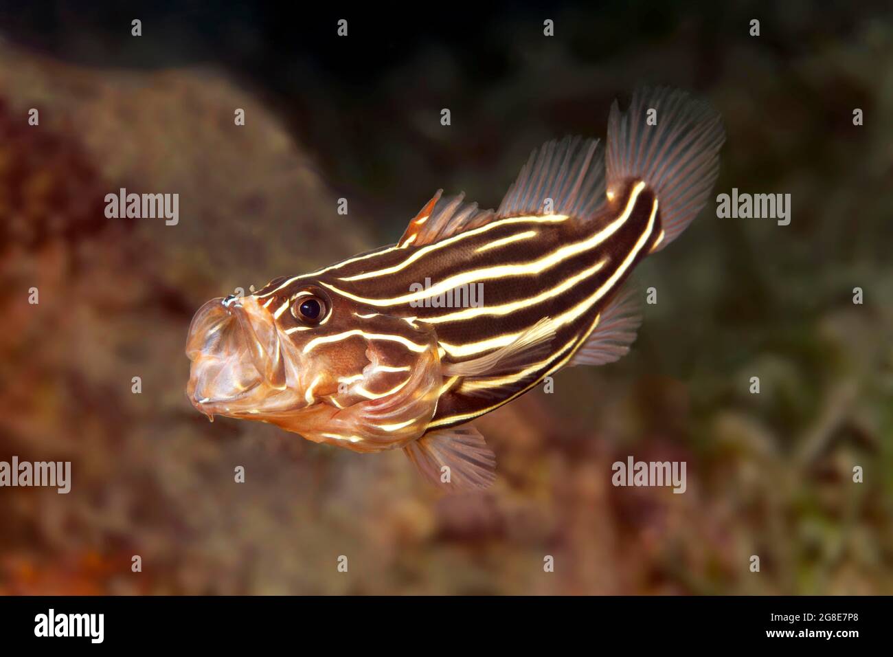 6-gesäumter Seifenfisch (Grammistes sexlineatus) mit offenem Mund, Rotes Meer, Fury Shoals, Ägypten Stockfoto