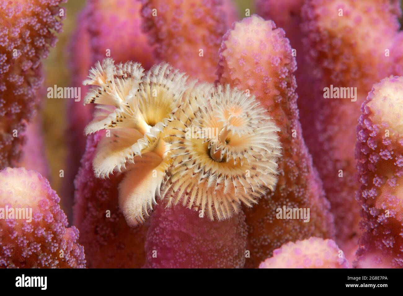 Weihnachtsbaumwurm (Spirobranchus giganteus) auf rosa Steinkorallen, Rotes Meer, Fury Shoals, Ägypten Stockfoto