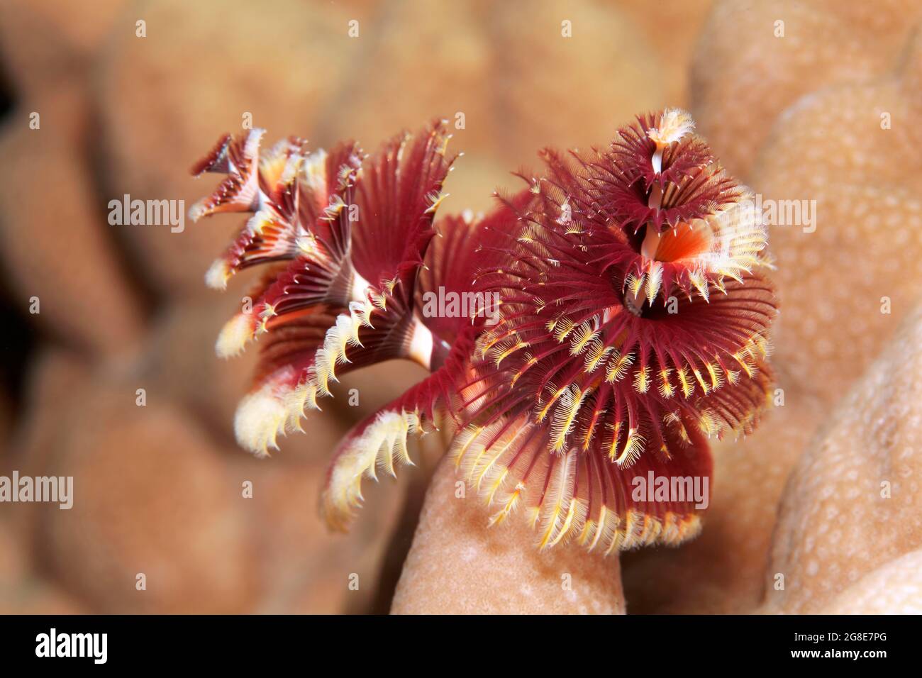 Weihnachtsbaumwurm (Spirobranchus giganteus) rot, auf Steinkorallen, Rotes Meer, Fury Shoals, Ägypten Stockfoto