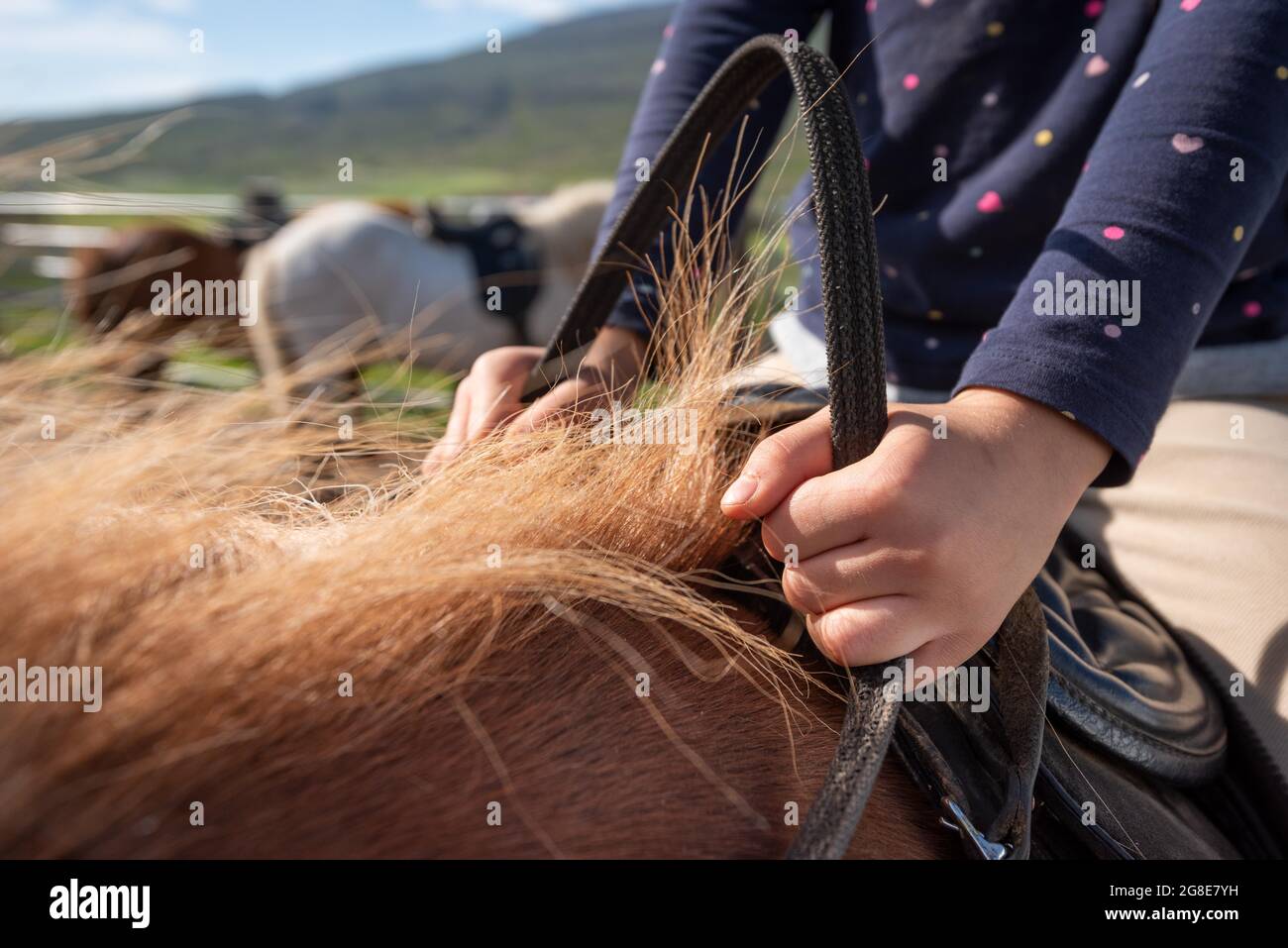 Mädchen hält die Zügel in den Händen, Lytingsstaoir-Pferdehof, Nordisland, Island Stockfoto