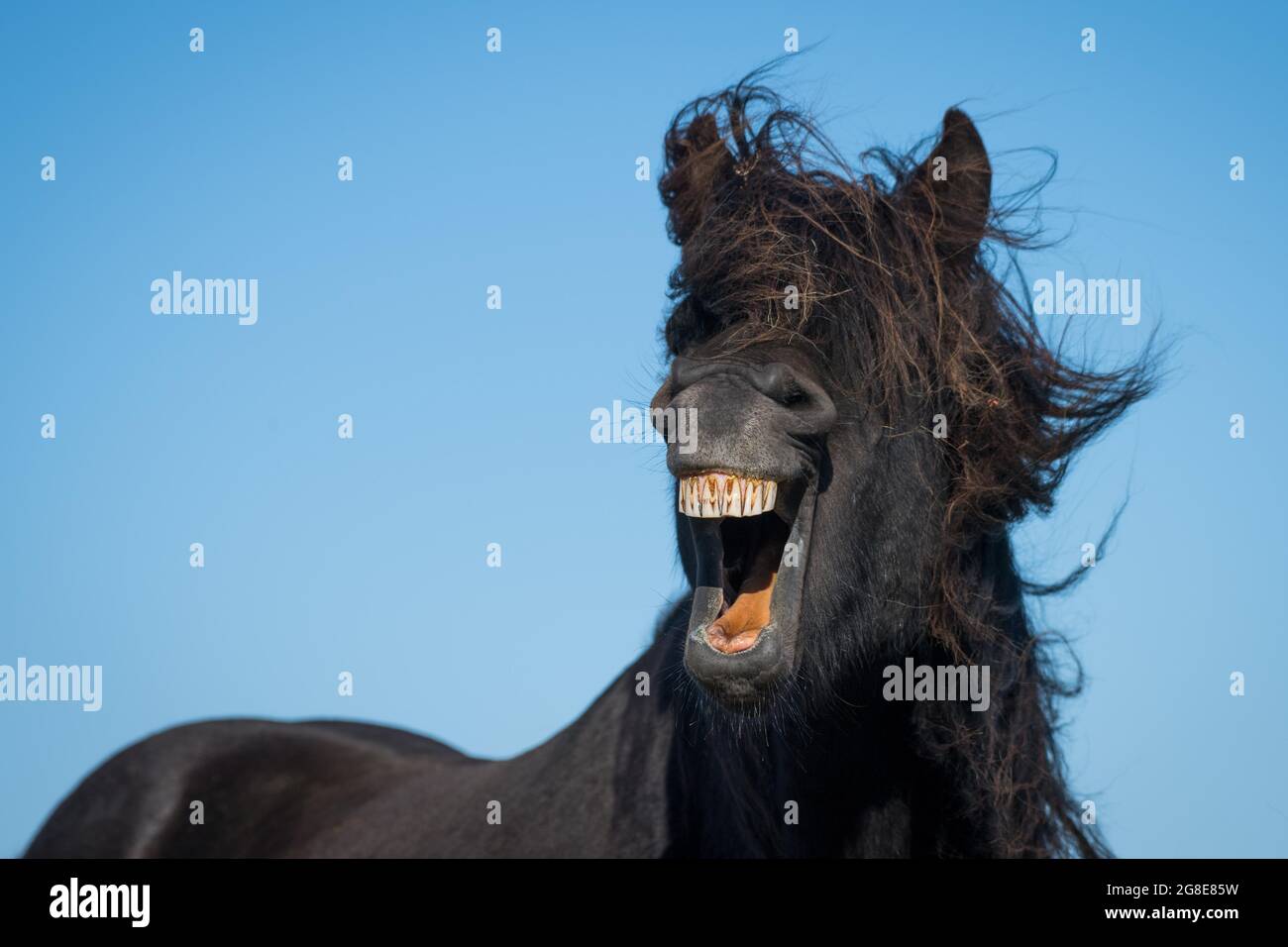 Isländisches Pferd (Equus islandicus), Porträt, Skagi-Halbinsel, Island Stockfoto