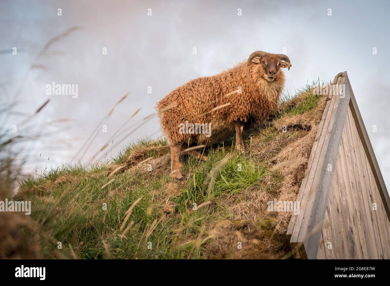 Schafe stehen auf Pferdestall im ursprünglichen Torfbau, Lytingsstaoir, Nordisland, Island Stockfoto