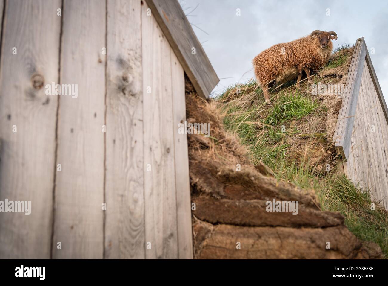Schafe stehen auf Pferdestall in original Torfkonstruktion, Lytingsstaoir, Lytingsstaoahreppur, Nordisland, Island Stockfoto