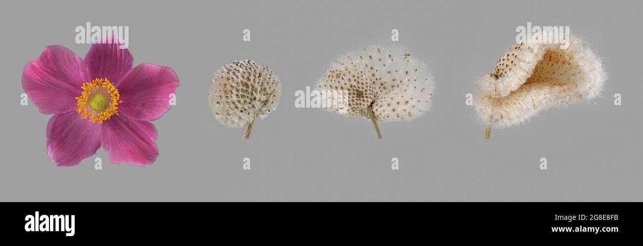 Chinesische Anemone (Anemone hapehensis), Blume, reif für den Samenkopf, Deutschland Stockfoto