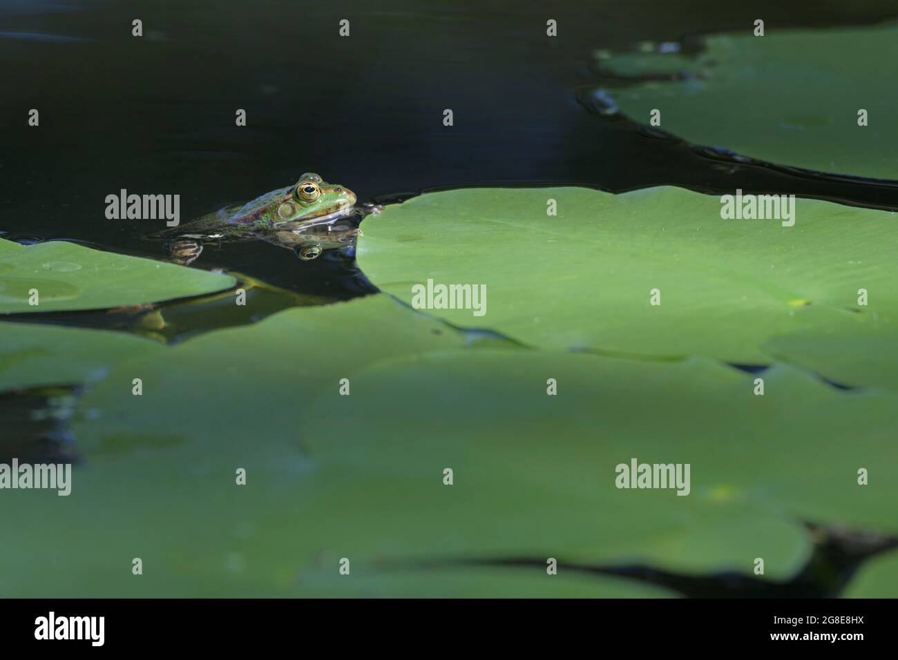 Grüner Frosch (Rana esculenta), gelbe Teichlilie (Nuphar lutea SYN.: Nuphar luteum), Blätter, Deutschland Stockfoto