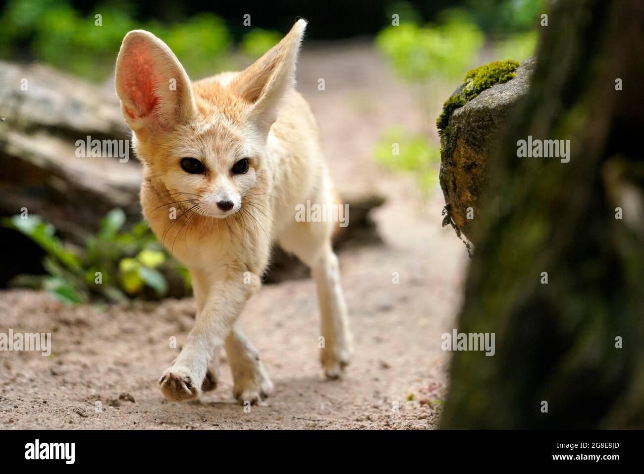 Katta kokraklardan boshqa hech narsa