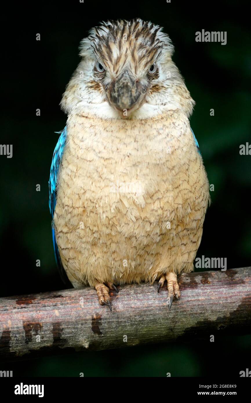 Blauflügelige Kookaburra (Dacelo leachii) Blauflügelige Kookaburra, Tierportrait, Habitat Australia, Captive, Deutschland Stockfoto