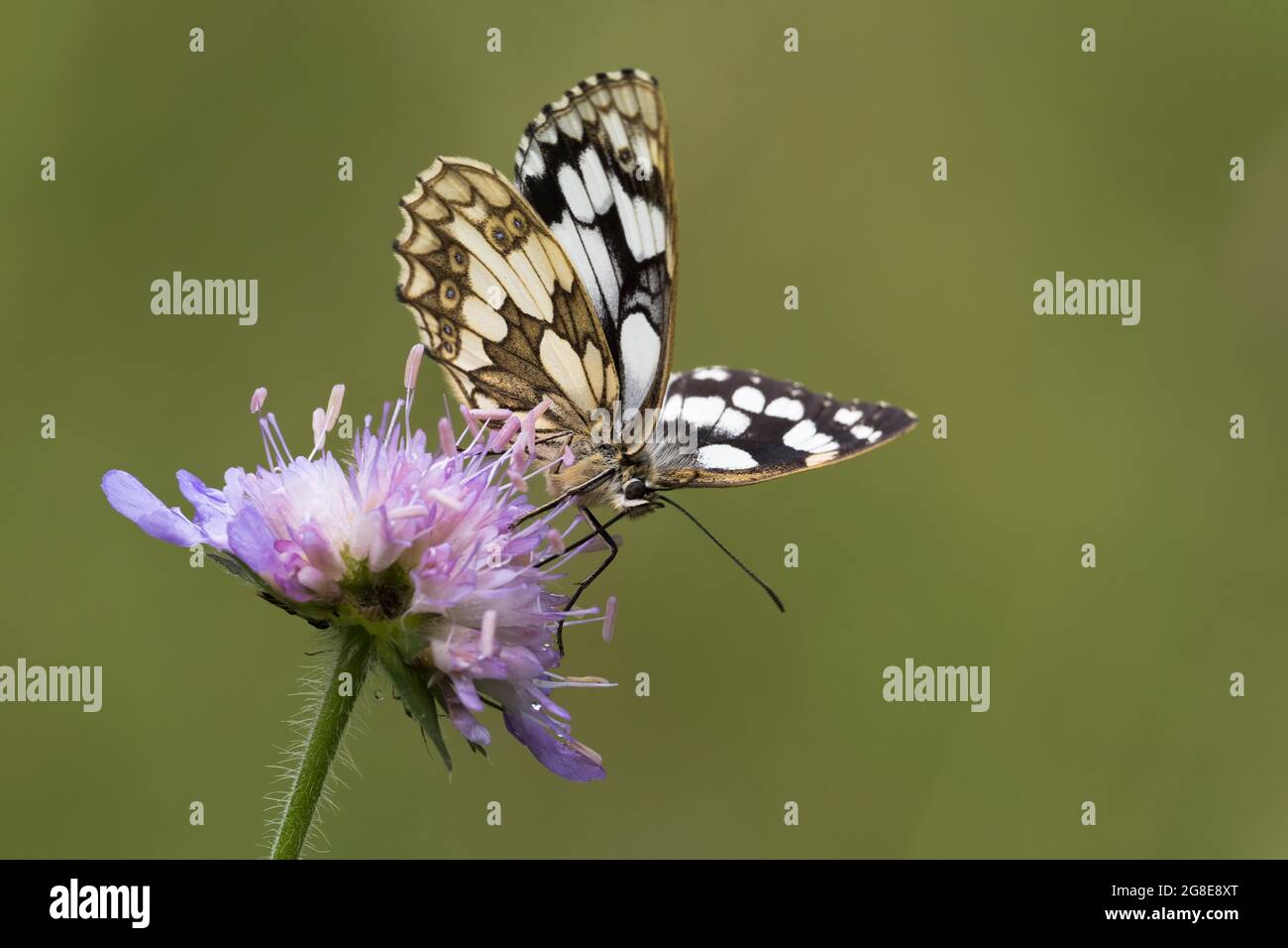 Marmorweiß (Melanargia galathea) auf dem Feld schroffig (Knautia arvensis), Hessen, Deutschland Stockfoto