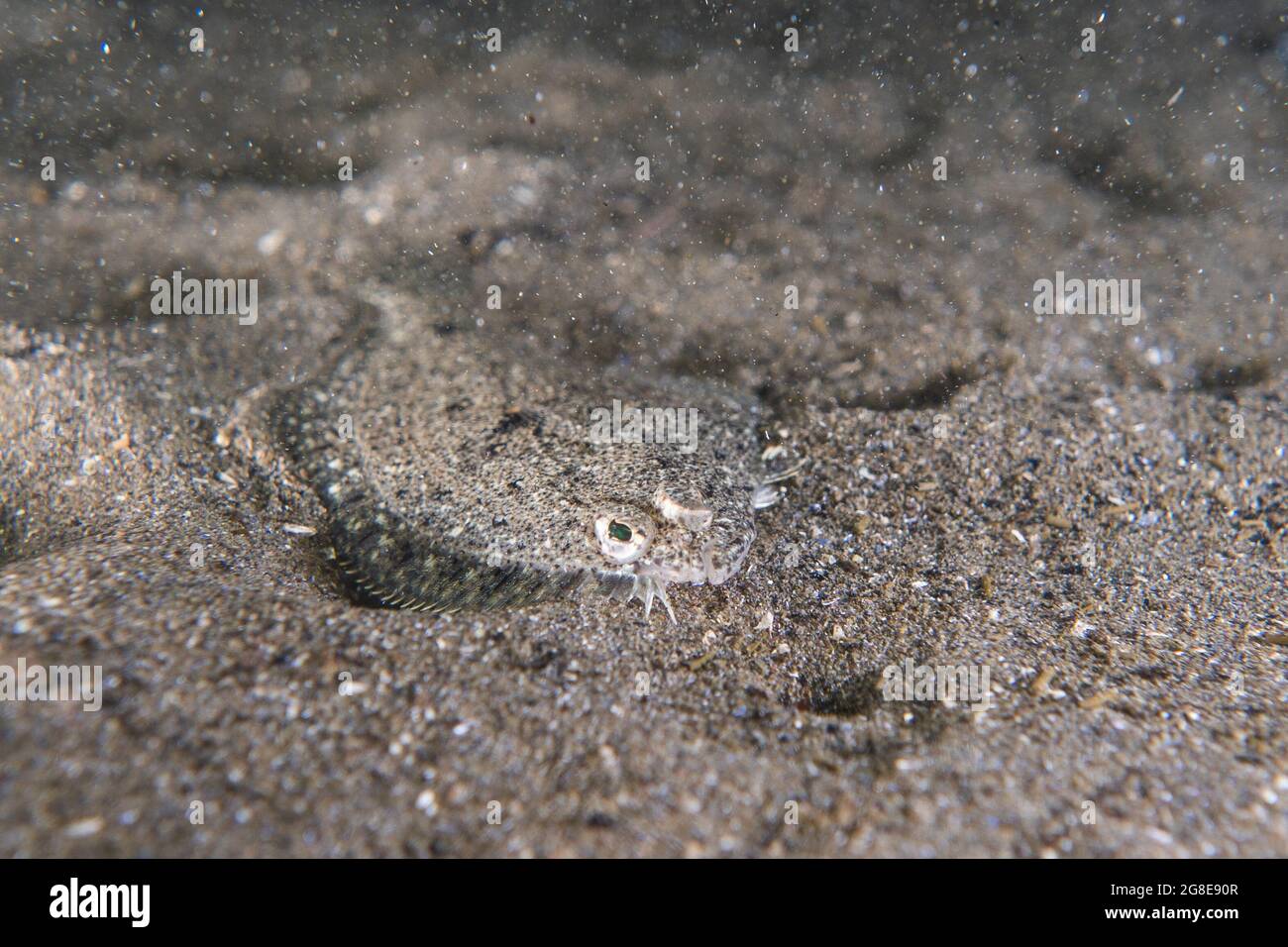 Unterwasserbild eines jungen Sterns, der im Sand liegt. Stockfoto